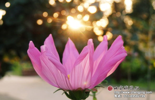 北京誠敬仁2014年暑期德藝書法篆刻培訓班