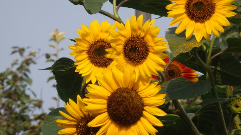 北京誠敬仁2014年暑期德藝書法篆刻培訓(xùn)班