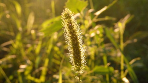 
小學(xué)員晨練太極拳

