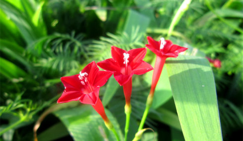 北京誠敬仁2014年暑期德藝書法篆刻培訓班