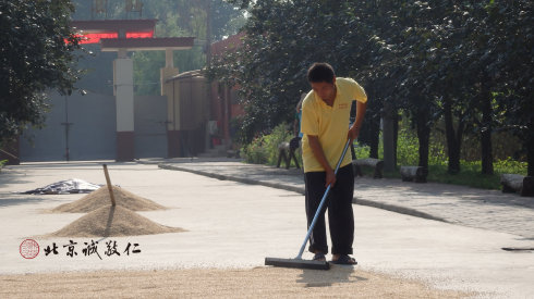 廚房工作人員晾曬小麥，制作健康有機(jī)面粉。