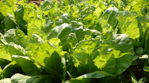 
小院菜園里的有機(jī)蔬菜，為學(xué)員帶來(lái)健康飲食。