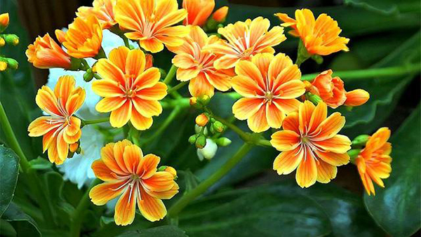 養(yǎng)老院的彩繪故事