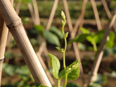北京誠(chéng)敬仁通州小院夏日即景