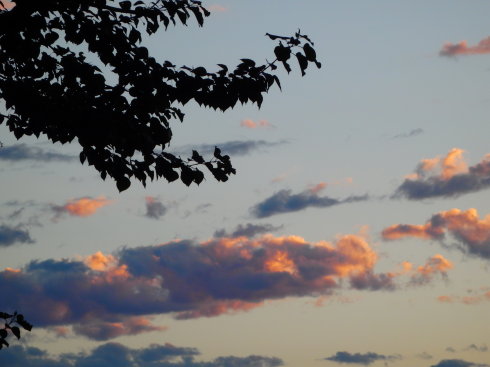 北京誠(chéng)敬仁通州小院夏日即景