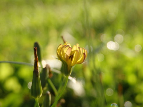 北京誠(chéng)敬仁通州小院夏日即景