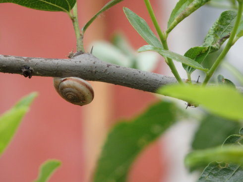 北京誠(chéng)敬仁通州小院即景