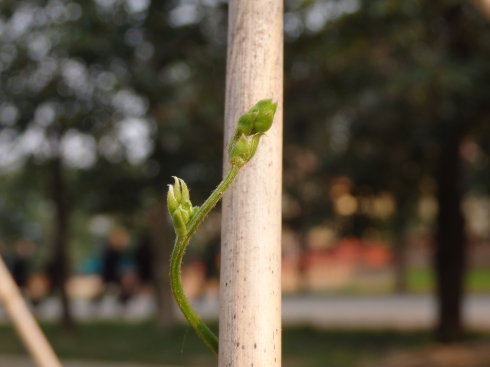 北京誠(chéng)敬仁通州小院夏日即景