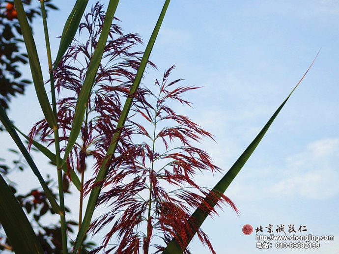 秋天抖落艷陽后的熾烈，化為一支清風中紅色的帆；
滿載著生命的恩典與智慧的堆疊，
在云高天遠間高懸時光沉甸甸的思念。