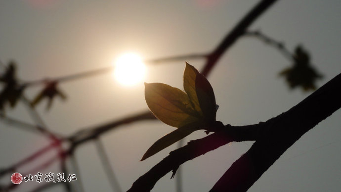 生命的光輝在冉冉升起的陽光中煥發出勃勃生機。