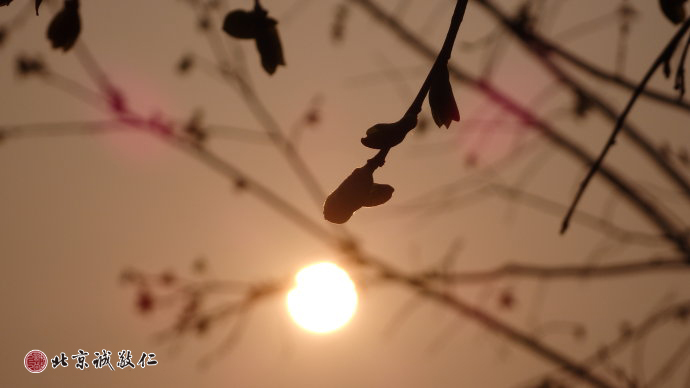 生命的光輝在冉冉升起的陽光中煥發出勃勃生機。